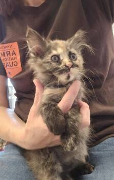 Kimchi -  Domestic Short Hair and Domestic Long Hair Cat for Adoption in Dickson, Tennessee - Kimchi | PetCurious