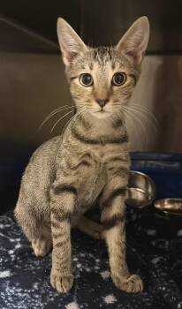 Pepper (Petsmart) -  Domestic Short Hair Cat for Adoption in Ocala, Florida - Pepper (Petsmart) | PetCurious