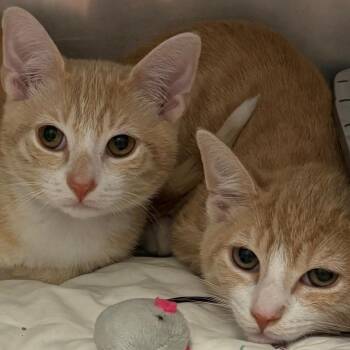 Sensodyne -  Domestic Short Hair Cat for Adoption in East Hanover, New Jersey - Sensodyne | PetCurious