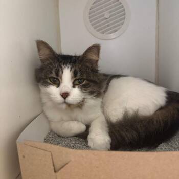Hummus -  Domestic Short Hair Cat for Adoption in Naperville, Illinois - Hummus | PetCurious