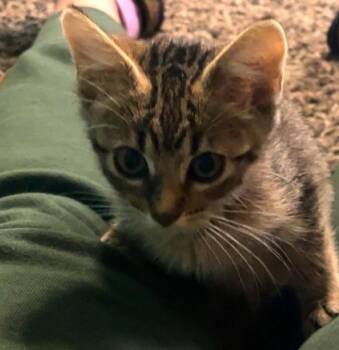 Beef -  Domestic Short Hair Cat for Adoption in Omaha, Nebraska - Beef | PetCurious