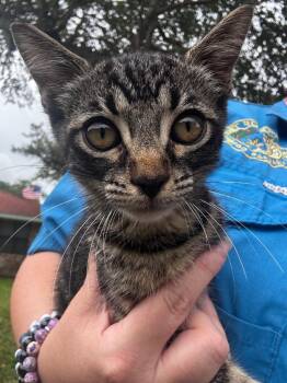 Polydora -  American Shorthair Cat for Adoption in Rockport, Texas - Polydora | PetCurious