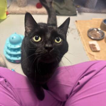 Mageeny -  Domestic Short Hair Cat for Adoption in Pittsburgh, Pennsylvania - Mageeny | PetCurious