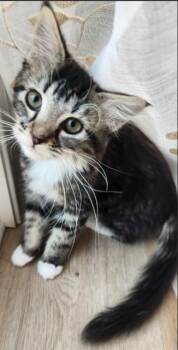 CASSIE -  Domestic Medium Hair Cat for Adoption in Charlotte, North Carolina - CASSIE | PetCurious