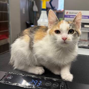 Willow -  Domestic Medium Hair Cat for Adoption in Spokane, Washington - Willow | PetCurious