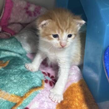 Maximillian -  Domestic Short Hair Cat Available for Adoption in Charlottesville, Virginia - Maximillian | PetCurious