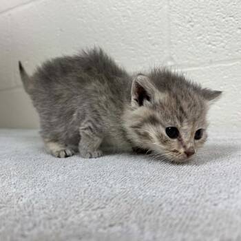 Orion -  Domestic Short Hair Cat for Adoption in Harrisonburg, Virginia - Orion | PetCurious