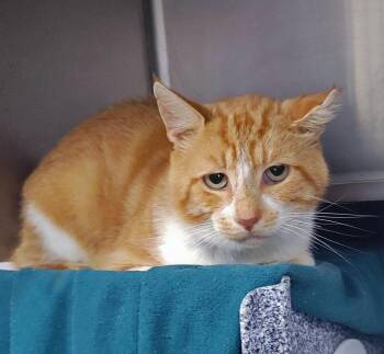 Creamsicle (Working Cat) -  Domestic Short Hair Cat for Adoption in Plover, Wisconsin - Creamsicle (Working Cat) | PetCurious