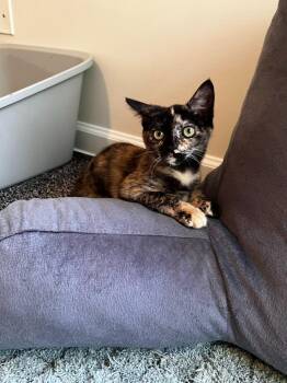 Karma26 -  Domestic Short Hair Cat for Adoption in Youngsville, North Carolina - Karma26 | PetCurious