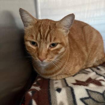 Candy Corn -  Domestic Short Hair Cat for Adoption in Grass Valley, California - Candy Corn | PetCurious
