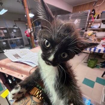 Donna -  Domestic Short Hair Cat for Adoption in Leander, Texas - Donna | PetCurious