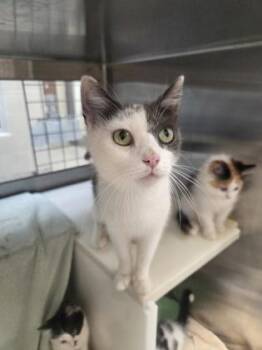 Meadow -  Domestic Short Hair Cat for Adoption in Westland, Michigan - Meadow | PetCurious