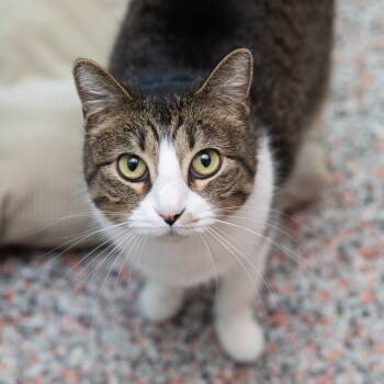 Rescue Domestic Short Hair Cats for Adoption in Salt Lake City, Utah - Richie | PetCurious