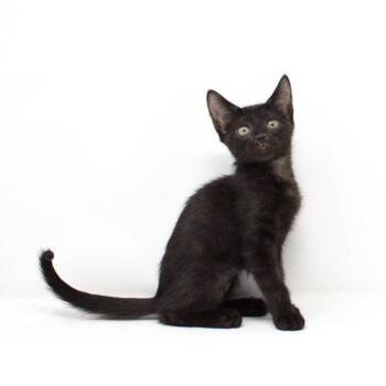 Shuri -  Domestic Short Hair Cat for Adoption in Florence, Arizona - Shuri | PetCurious