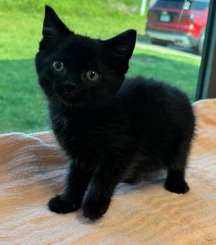 Domestic Short Hair Cats Available for Adoption in Little Rock, Arkansas - Mazeo | PetCurious