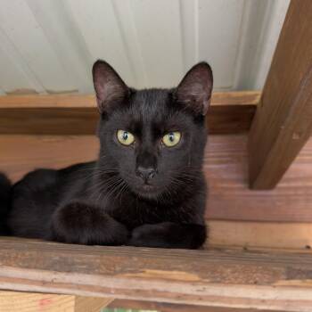 Gomez -  Domestic Short Hair Cat for Adoption in Birmingham, Alabama - Gomez | PetCurious