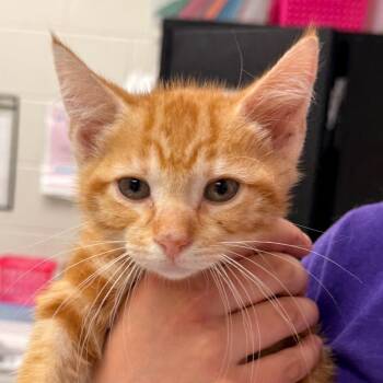 Domestic Short Hair Cats Available for Adoption in Evansville, Indiana - Daryl | PetCurious