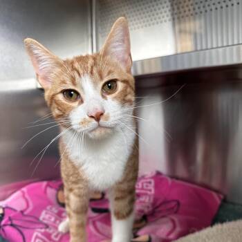 Phoenix -  Domestic Short Hair Cat for Adoption in Sarasota, Florida - Phoenix | PetCurious