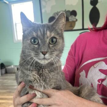 Rita -  Domestic Short Hair Cat for Adoption in West Point, Mississippi - Rita | PetCurious