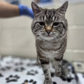 Rescue Domestic Medium Hair Cats for Adoption in Incline Village, Nevada - Daikon | PetCurious