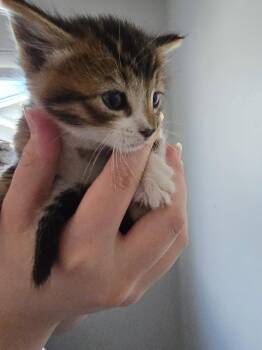 Domestic Short Hair Cats Available for Adoption in San Jose, California - Cumin | PetCurious