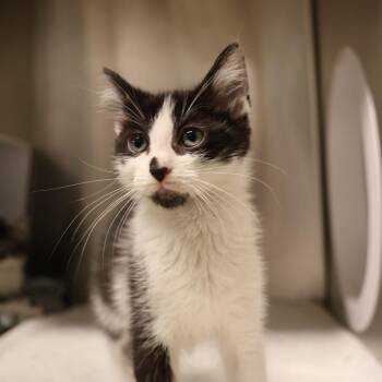 Gatsby -  Domestic Medium Hair Cat for Adoption in Briarcliff Manor, New York - Gatsby | PetCurious