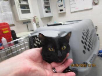 Domestic Short Hair Cats Available for Adoption in Marietta, Georgia - Nakuru(637) | PetCurious