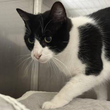 Oreo -  Domestic Short Hair Cat for Adoption in Oakland, California - Oreo | PetCurious