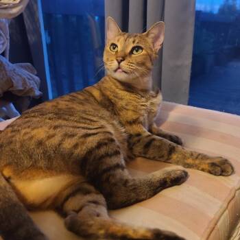 Rescue Domestic Short Hair Cats for Adoption in Washougal, Washington - Corona | PetCurious