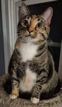 Fiji -  Domestic Short Hair Cat for Adoption in Hamilton, Michigan - Fiji | PetCurious