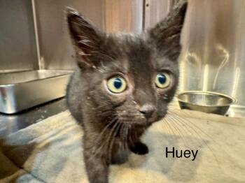 Huey -  Domestic Short Hair and Tabby Cat for Adoption in St. George, Utah - Huey | PetCurious