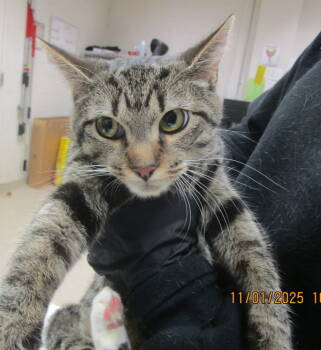 Rescue Domestic Short Hair Cats for Adoption in Marietta, Georgia - (intake3) | PetCurious