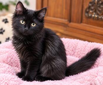 Bella Boo SL -  Domestic Long Hair and Maine Coon Cat for Adoption in Napa, California - Bella Boo SL | PetCurious
