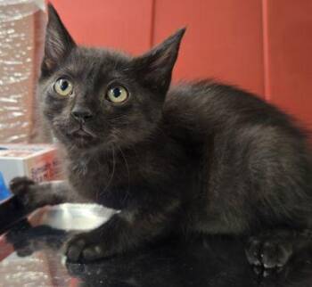 O`Malley -  Domestic Short Hair Cat for Adoption in Fresno, California - O`Malley | PetCurious