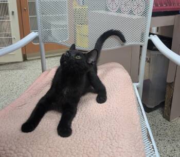 Agent J -  Domestic Short Hair Cat for Adoption in Little Rock, Arkansas - Agent J | PetCurious