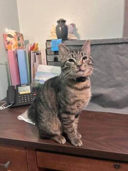 Domestic Short Hair Cats Available for Adoption - Fernando | PetCurious