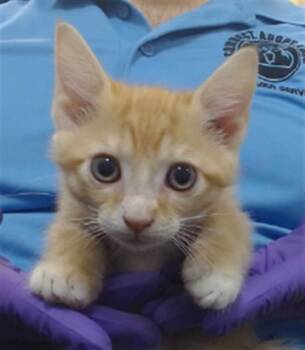 Domestic Short Hair Cats Available for Adoption in Doral, Florida - ALVIN | PetCurious