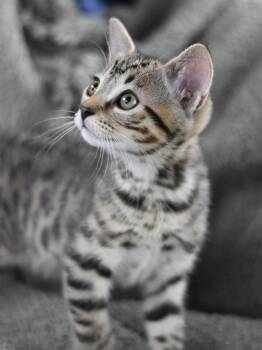 Atlas -  Domestic Medium Hair Cat Available for Adoption in Montgomery, Texas - Atlas | PetCurious