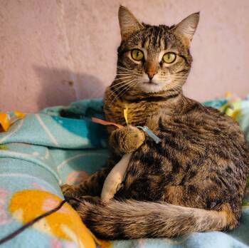 Rescue Tabby Cats for Adoption in Newport, Washington - Juniper | PetCurious