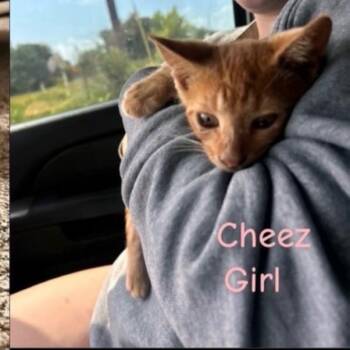 Cheez-it K46311 -  Domestic Short Hair Cat for Adoption in Corsicana, Texas - Cheez-it K46311 | PetCurious