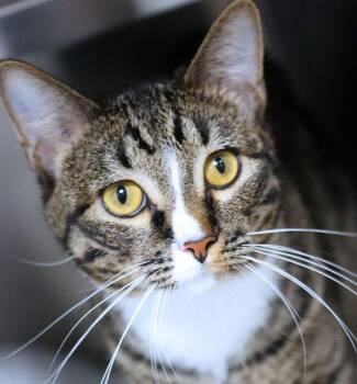 Rino (AO37444) -  Domestic Short Hair Cat for Adoption in Kansas City, Kansas - Rino (AO37444) | PetCurious