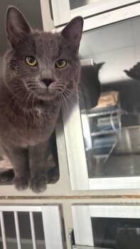 Domestic Short Hair Cats Available for Adoption - Smokey | PetCurious
