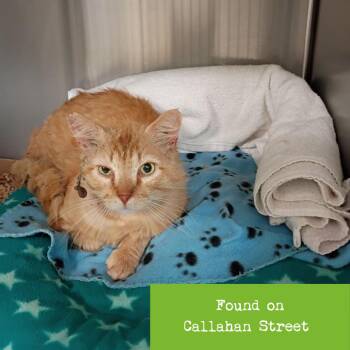 Domestic Medium Hair Cats Available for Adoption in Roanoke, Virginia - Orange Slice | PetCurious