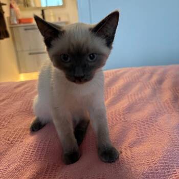 Ellio -  Domestic Short Hair Cat for Adoption in Victoria, British Columbia - Ellio | PetCurious
