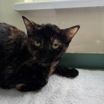 Lucy -  Domestic Short Hair Cat Available for Adoption in Morristown, Vermont - Lucy | PetCurious