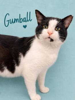 Gumball (FCID# 05/26/2026 - 127) Willow Grove -  Domestic Short Hair Cat for Adoption in Greenville, Delaware - Gumball (FCID# 05/26/2026 - 127) Willow Grove | PetCurious
