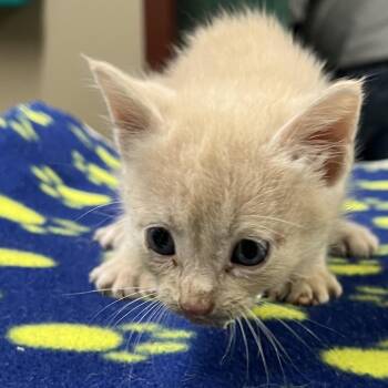 Domestic Short Hair Cats Available for Adoption in Pauls Valley, Oklahoma - Tortilla | PetCurious