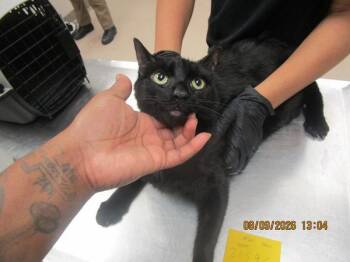 Star (642) -  Domestic Short Hair Cat for Adoption in Marietta, Georgia - Star (642) | PetCurious