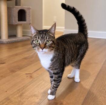 Frosty 3yrs AVA 10/8 -  Domestic Short Hair Cat for Adoption in Sterling, Massachusetts - Frosty 3yrs AVA 10/8 | PetCurious