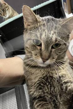 Rescue Tabby Cats for Adoption in Le Mars, Iowa - Poppy | PetCurious